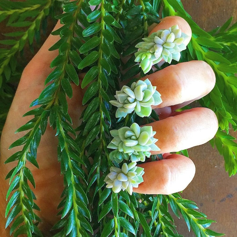 instagram/arozona