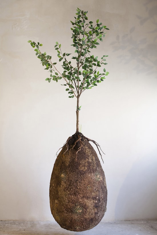 Capsula Mundi (Дизайн и фото: Anna Citelli and Raoul Bretzel)