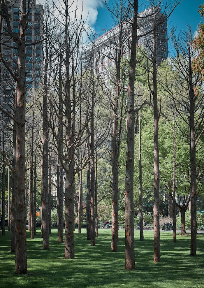 Мертвый лес на Манхэттене. Фото: Maya Lin Studio